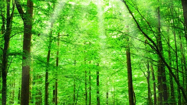 Introduction aux forêts nourricières à Saint-Lazare 