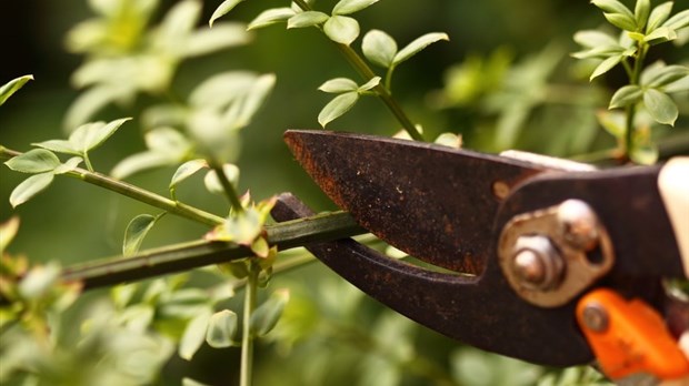 Ménage du printemps : ramassage des résidus verts