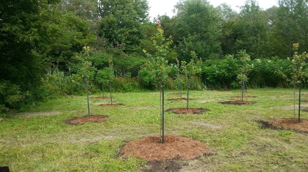 73 nouveaux arbres plantés au cœur de la municipalité de St-Lazare