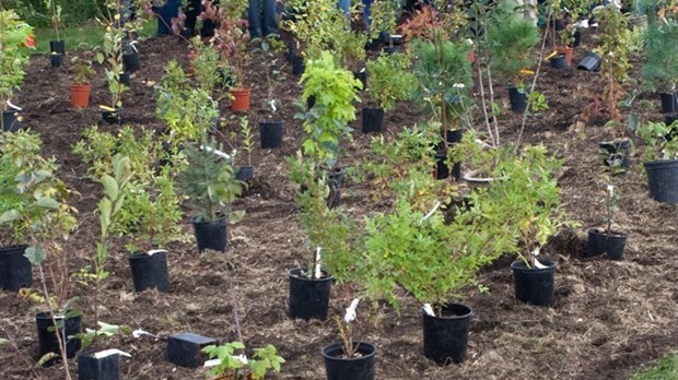 Journée des arbres TD dans Vaudreuil-Dorion