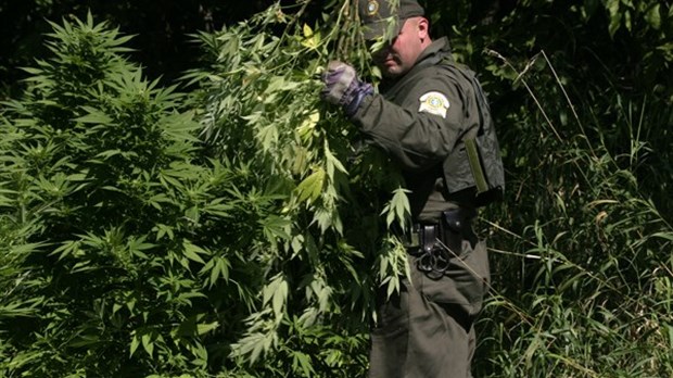 La SQ sollicite l’aide du public dans la lutte contre les productions de cannabis