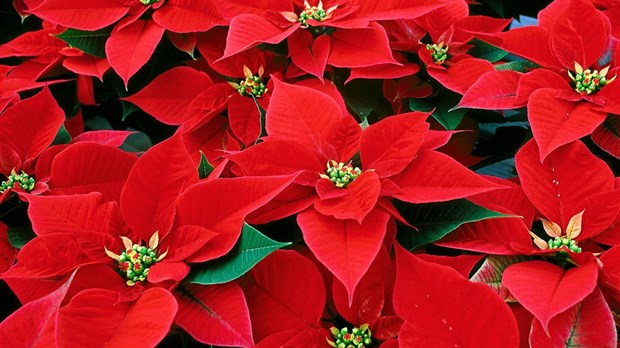 Faites un don de 25 $ et recevez un poinsettia!