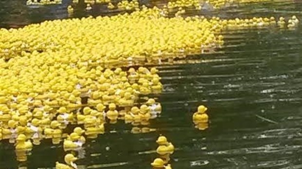 Deuxième édition de la course de canards sur la rivière Beaudette