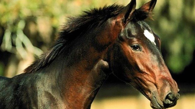 Deux causes qui tiennent à coeur le Festival Saint-Lazare au galop