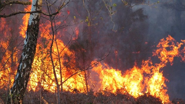 Des risques élevés de feux de forêt pour la Montérégie