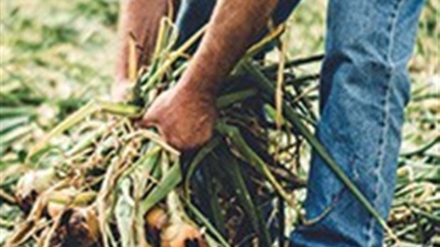 Quatre bonnes raisons pour manger des fruits et légumes cultivés chez nous