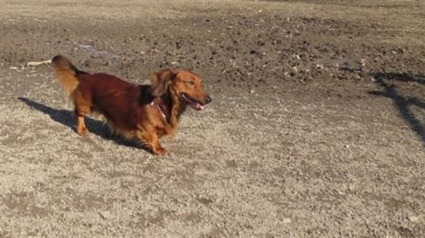 Le parc à chiens de Salaberry-de-Valleyfield est rouvert