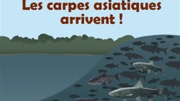 Les carpes asiatiques envahissent nos cours d'eau