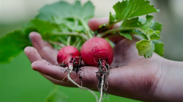 Jardin communautaire du parc des Aînés: inscrivez-vous dès maintenant