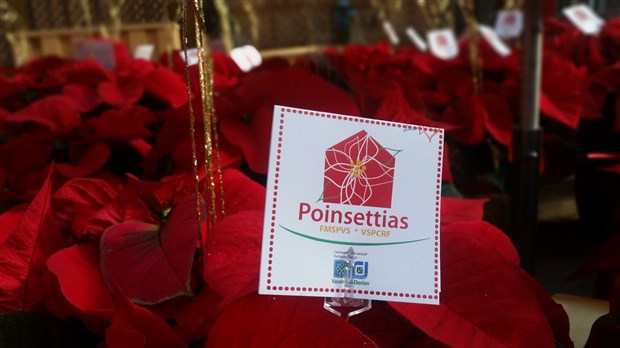 Plus de 2 200 poinsettias égayeront les résidences de Vaudreuil-Soulanges