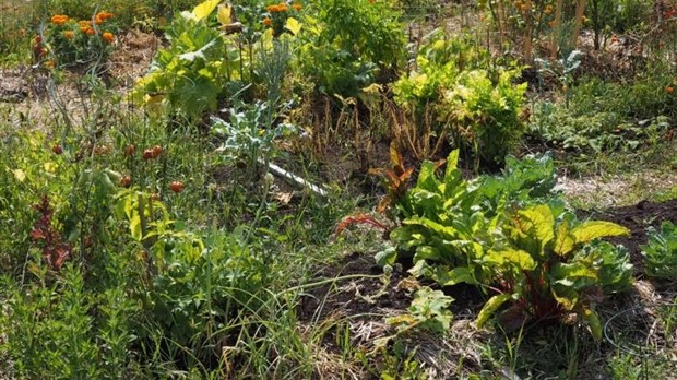 Réservez votre place au jardin communautaire de Saint-Lazare