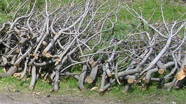 Retour de la collecte de branches à Notre-Dame-de-l'Île-Perrot