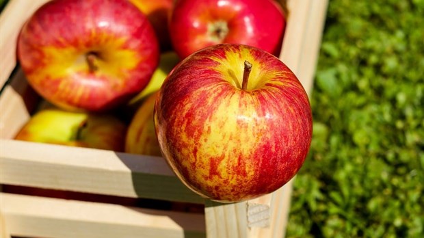 La saison des pommes est enfin arrivée !