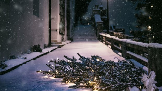 Collecte de sapins naturel : Ça débute le 8 janvier