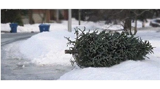 Collecte de sapins naturels : c'est ce mercredi à Pointe-des-Cascades