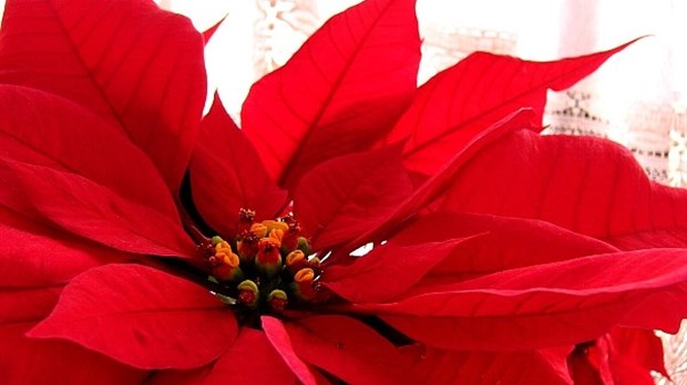 Avez-vous réservé votre poinsettia ?