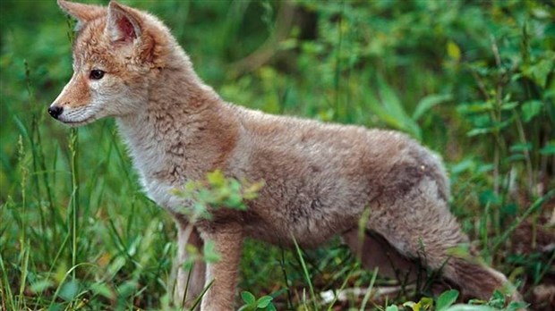 Les précautions à prendre en présence d’un coyote