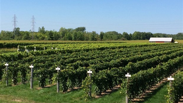 Festival de la soupe, vendanges, yoga en bordure du canal, 