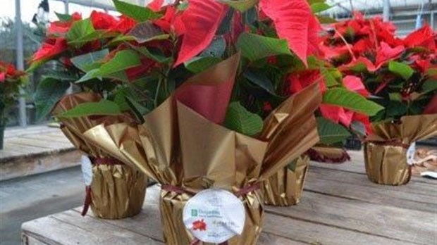 Il est toujours possible de réserver votre poinsettia des Fêtes