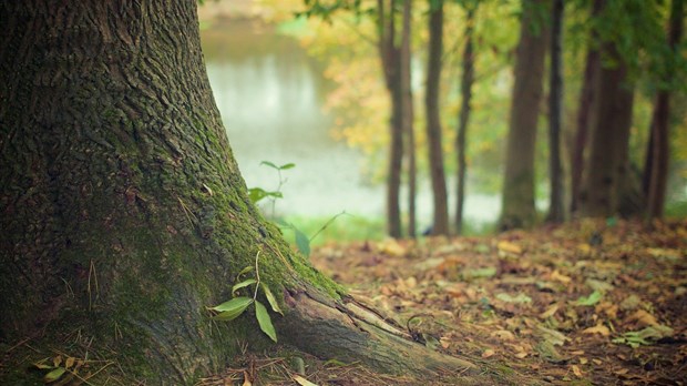 NDIP s'engage à protéger sa richesse arboricole