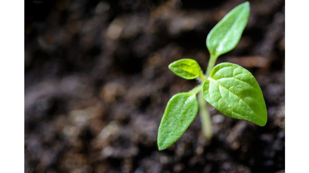 Distribution gratuite de petits arbres à Les Coteaux 