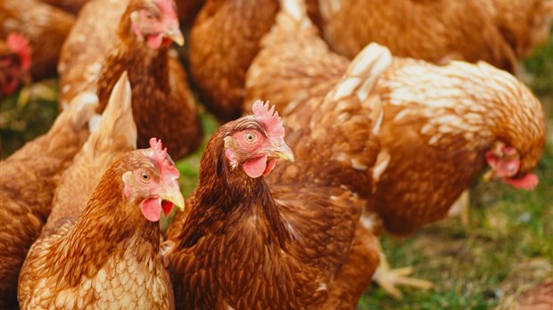 Les poules seront permises à Saint-Lazare