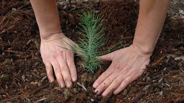 17e édition de la journée de l’arbre de Saint-Lazare le mardi 21 mai