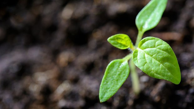 Résidents d'Hudson, dernière chance pour vous procurer un petit arbre gratuit