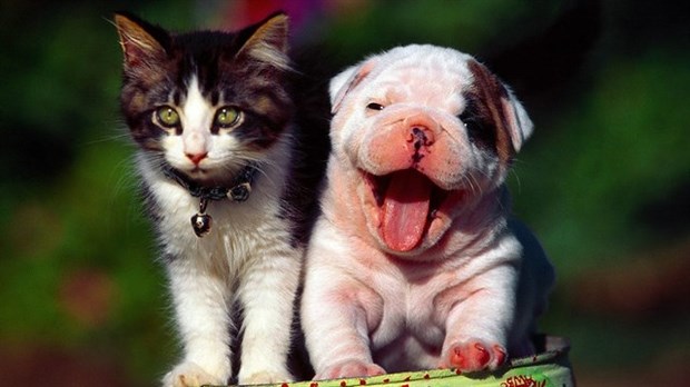 Résidents de Saint-Zotique, faites micropucer votre animal