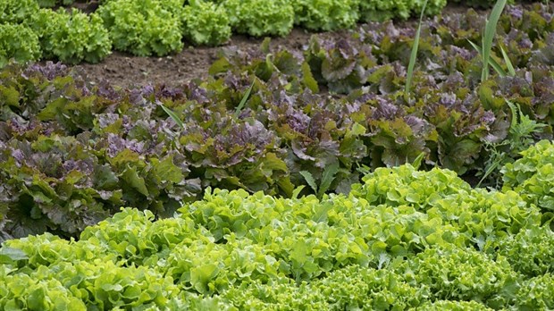 Les potagers en cour avant seront permis à Vaudreuil-Dorion