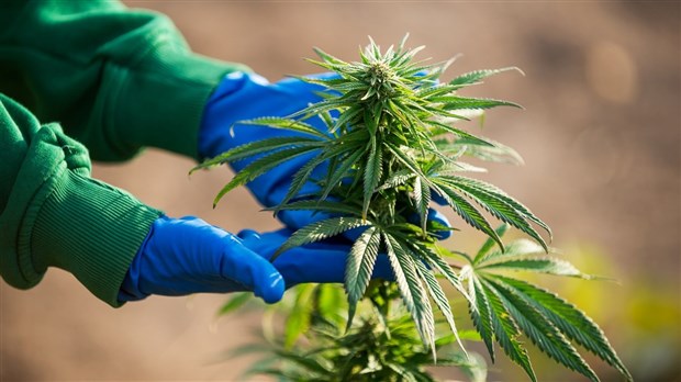 Production et transformation du cannabis: Le Cégep Gérald-Godin lance une série d'ateliers