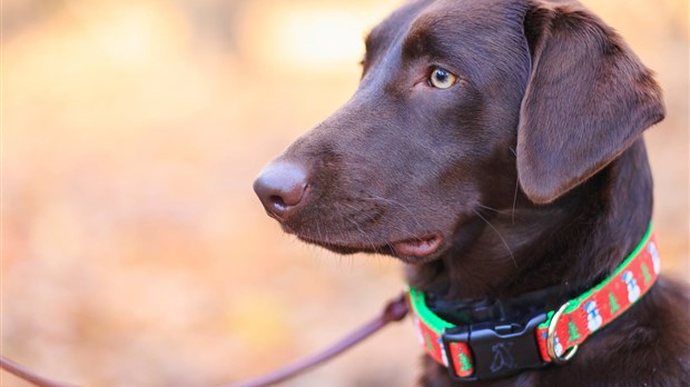 Entrée en vigueur de nouvelles règles pour les propriétaires de chien au Québec 