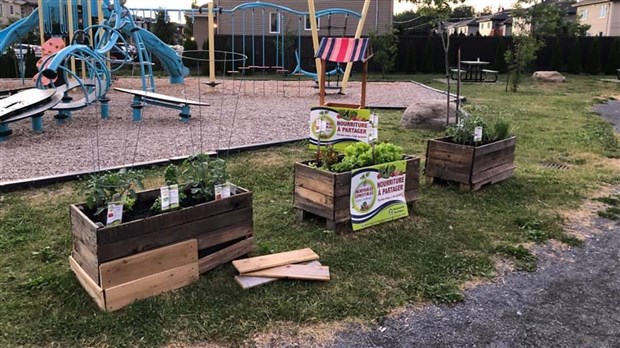 Vandalisme sur des bacs de potager des Incroyables comestibles 