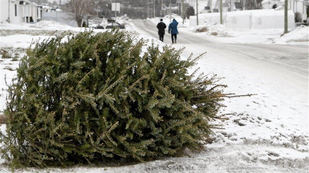 Différentes collectes de sapins de Noël dans la région