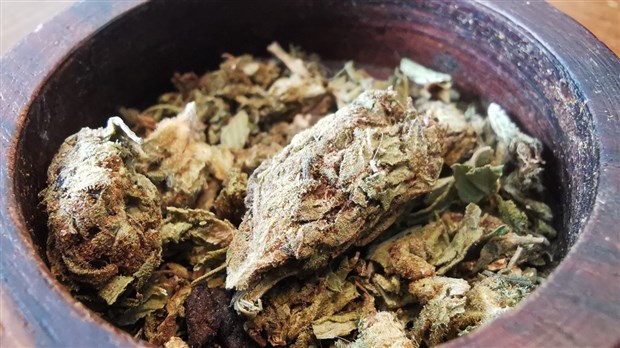 Le cannabis et les adolescents : Pourquoi tourner autour du pot