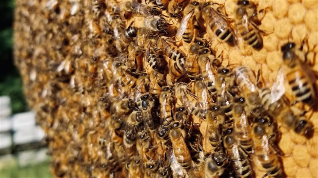 L’hiver a moins emporté d’abeilles cette année