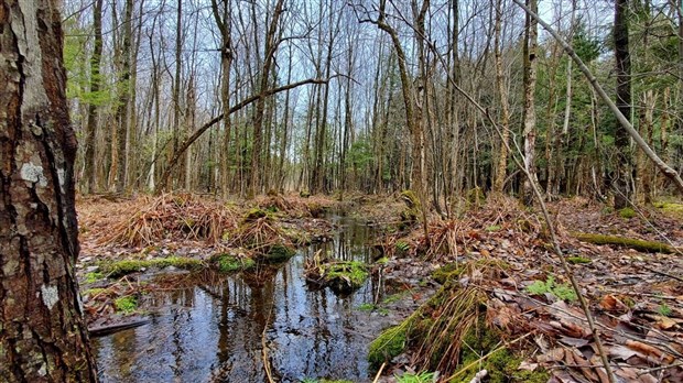 191 hectares du Mont Rigaud sont protégés à perpétuité
