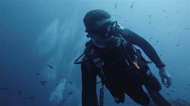 Dans les coulisses d’un passionné de requins