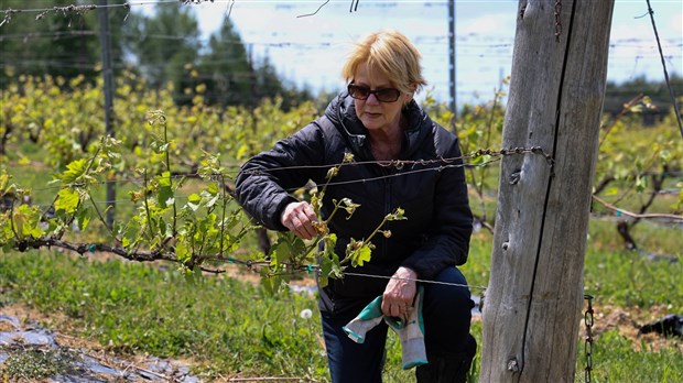 Un printemps difficile pour des vignerons de la région