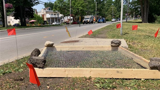 Une tortue serpentine pond ses oeufs sur l'avenue Saint-Charles