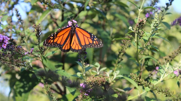 Vaudreuil-Dorion est officiellement l'amie des monarques