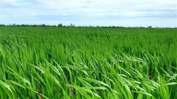 Ottawa finance un projet de recherche aux Moulins de Soulanges