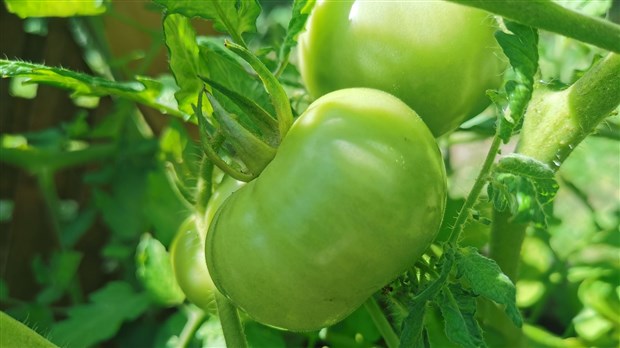 Un nouveau jardin communautaire est à la recherche de jardiniers à Saint-Lazare