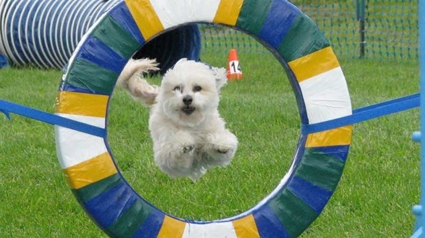 Un spectacle canin animera le parc de la Famille de L'Île-Perrot