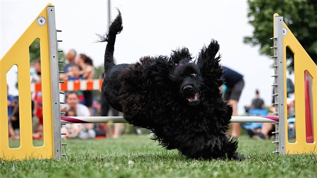 Des prouesses animales pour le plus grand bonheur des petits et des grands