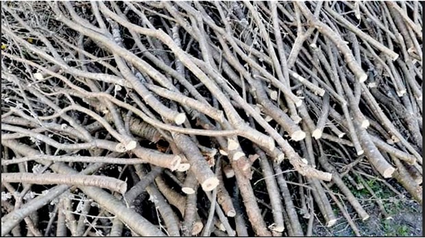 Une quatrième collecte de branches à Rigaud ce 17 août 