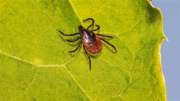En apprendre plus sur les moustiques lors du premier rendez-vous du CRE Montérégie