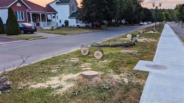 Arbres matures abattus à Notre-Dame-de-l'Île-Perrot