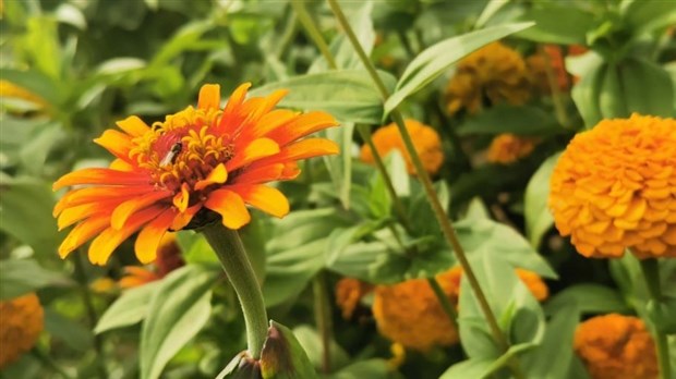 Un projet d'horticulture du Chêne-Bleu est finaliste au concours 