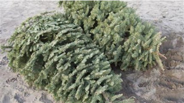 Collectes spéciales des sapins de Noël à Rigaud 